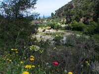 Euchloe ausonia 4, Oostelijk marmerwitje, Saxifraga-Kars Veling