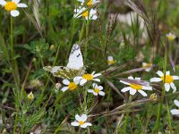 Euchloe crameri 10, Westelijk marmerwitje, Saxifraga-Bart Heijne : 2018, Cazorla, Euchloe crameri, Spanje, dagvlinder, insect, vakantie, voorjaar, westelijk marmerwitje