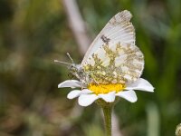 Euchloe crameri 11, Westelijk marmerwitje, Saxifraga-Bart Heijne : 2018, Cazorla, Euchloe crameri, Spanje, dagvlinder, insect, vakantie, voorjaar, westelijk marmerwitje