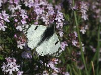 Euchloe crameri 2, Westelijk marmerwitje, Vlinderstichting-Kars Veling