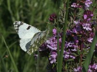 Euchloe crameri 3, Westelijk marmerwitje, Vlinderstichting-Kars Veling