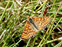 Euphydryas aurinia 49, Moerasparelmoervlinder, Saxifraga-Kars Veling