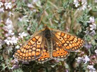 Euphydryas aurinia 53, Moerasparelmoervlinder, Saxifraga-Kars Veling