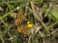 Euphydryas aurinia 9, Moerasparelmoervlinder, Saxifraga-Jan van der Straaten