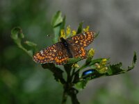 Euphydryas intermedia 2, Oranjebonte parelmoervlinder, Vlinderstichting-Albert Vliegenthart
