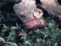 Favonius quercus 10, Eikenpage, pupa, Saxifraga-Frits Bink