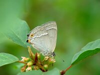Favonius quercus 11, Eikenpage, Vlinderstichting-Henk Bosma