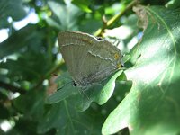 Favonius quercus 22, Eikenpage, Saxifraga-Arthur van Dijk