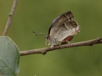 Favonius quercus 28, Eikenpage, Saxifraga-Bas Klaver