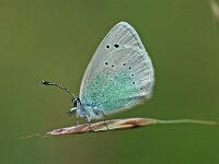 Glaucopsyche alexis 11, Bloemenblauwtje, Vlinderstichting-Albert Vliegenthart
