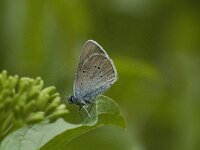 Glaucopsyche alexis 4, Bloemenblauwtje, male, Saxifraga-Jan van der Straaten