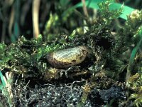 Glaucopsyche alexis 5, Bloemenblauwtje, pupa, Saxifraga-Frits Bink