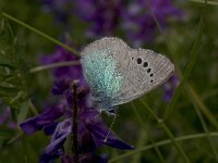 Glaucopsyche alexis 7, Bloemenblauwtje, Vlinderstichting-Kars Veling