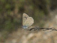 Glaucopsyche melanops 4, Spaans bloemenblauwtje, Saxifraga-Jan van der Straaten