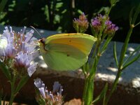 Gonepteryx cleopatra 3, Cleopatra, male, Vlinderstichting-Henk Bosman