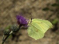 Gonepteryx rhamni 14, Citroenvlinder, male, Saxifraga-Marijke Verhagen