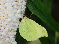 Gonepteryx rhamni 15, Citroenvlinder, male, Vlinderstichting-Henk Bosma
