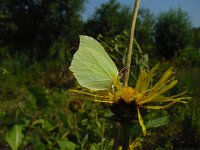 Gonepteryx rhamni 23, Citroenvlinder, Vlinderstichting-Fons Bongers