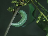 Gonepteryx rhamni 5, Citroenvlinder, Vlinderstichting-Nely Honig