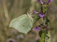 Gonepteryx rhamni 62, Citroenvlinder, Saxifraga-Willem van Kruijsbergen