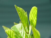 Gonepteryx rhamni 7, Citroenvlinder, Vlinderstichting-Henk Bosma