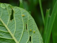 Gonepteryx rhamni 9, Citroenvlinder, Vlinderstichting-Henk Bosma