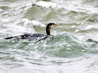 Gulosus aristotelis 11, Kuifaalscholver, Saxifraga-Bart Vastenhouw