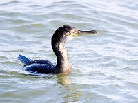 Gulosus aristotelis 18, Kuifaalscholver, Saxifraga-Bart Vastenhouw