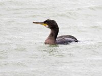 Gulosus aristotelis 2, Kuifaalscholver, Saxifraga-Bart Vastenhouw
