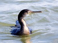 Gulosus aristotelis 21, Kuifaalscholver, Saxifraga-Bart Vastenhouw