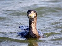 Gulosus aristotelis 23, Kuifaalscholver, Saxifraga-Bart Vastenhouw