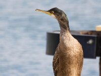 Gulosus aristotelis 27, Kuifaalscholver, Saxifraga-Bart Vastenhouw