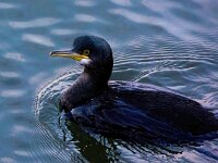 Gulosus aristotelis 30, Kuifaalscholver, Saxifraga-Bart Vastenhouw