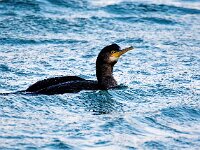 Gulosus aristotelis 33, Kuifaalscholver, Saxifraga-Bart Vastenhouw