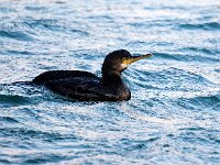 Gulosus aristotelis 34, Kuifaalscholver, Saxifraga-Bart Vastenhouw