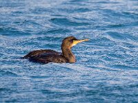 Gulosus aristotelis 36, Kuifaalscholver, Saxifraga-Bart Vastenhouw