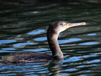 Gulosus aristotelis 6, Kuifaalscholver, Saxifraga-Bart Vastenhouw