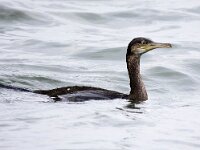 Gulosus aristotelis 7, Kuifaalscholver, Saxifraga-Bart Vastenhouw