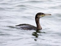 Gulosus aristotelis 8, Kuifaalscholver, Saxifraga-Bart Vastenhouw