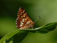 Hamearis lucina 12, Sleutelbloemvlinder, Saxifraga-Arthur van Dijk
