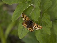 Hamearis lucina 17, Sleutelbloemvlinder, Vlinderstichting-Henk Bosma