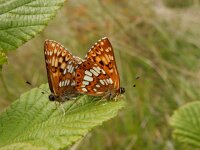 Hamearis lucina, 41, Sleutelbloemvlinder, Saxifraga-Kars Veling