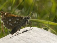 Hesperia comma 23, Kommavlinder, Saxifraga-Jan van der Straaten