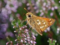 Hesperia comma 33, Kommavlinder, Saxifraga-Hans Dekker