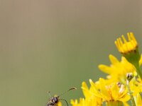 Heteropterus morpheus 18, Spiegeldikkopje, Saxifraga-Gerard de Jong : Butterfly, Groote Peel, Heteropterus morpheus, Insect, Macro, Overig, Saxifraga Beeldbank, Spiegeldikkopje, Vlinder
