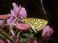 Heteropterus morpheus 2, Spiegeldikkopje, male, Saxifraga-Pieter van Breugel