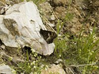 Hipparchia alcyone 11, Kleine boswachter, Saxifraga-Marijke Verhagen
