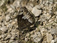 Hipparchia alcyone 18, Kleine boswachter, Saxifraga-Jan van der Straaten