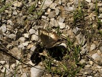 Hipparchia alcyone 2, Kleine boswachter, display, Saxifraga-Jan van der Straaten