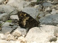 Hipparchia fagi 13, Grote boswachter, Saxifraga-Jan van der Straaten
